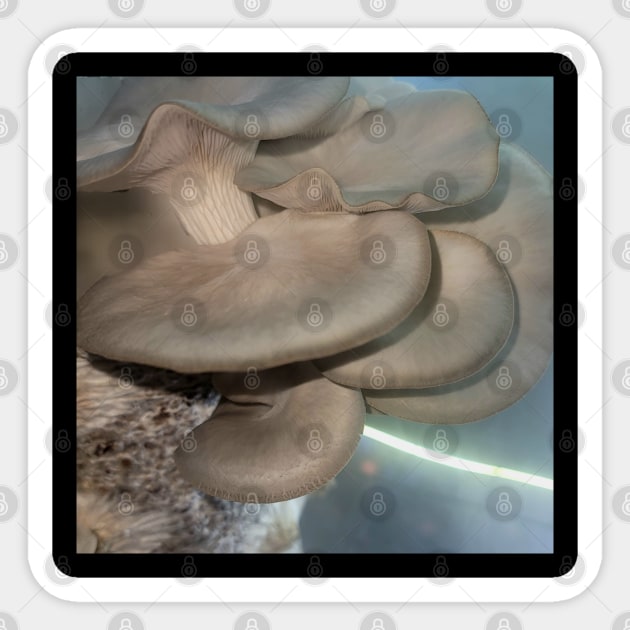 Oyster Mushroom Cluster #2 Sticker by World Harvest